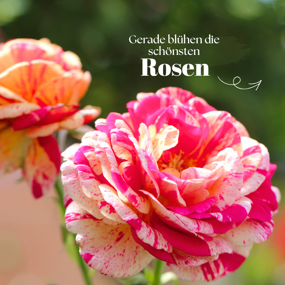 Ein Nahaufnahme einer leuchtend rosa Rose mit weißen und gelben Blütenblättern vor einem unscharfen grünen Hintergrund, mit dem deutschen Text 'Gerade blühen die schönsten Rosen'.