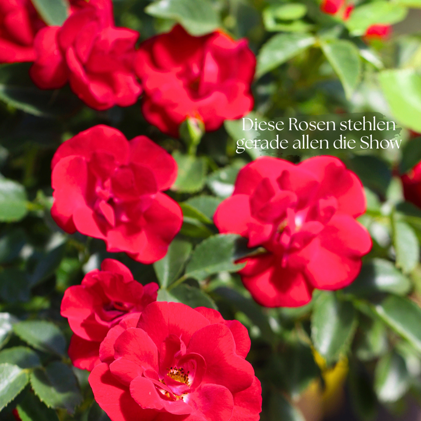Nahaufnahme von leuchtend roten Rosen mit grünen Blättern in einer Gartenumgebung. Die Rosen sind in voller Blüte.