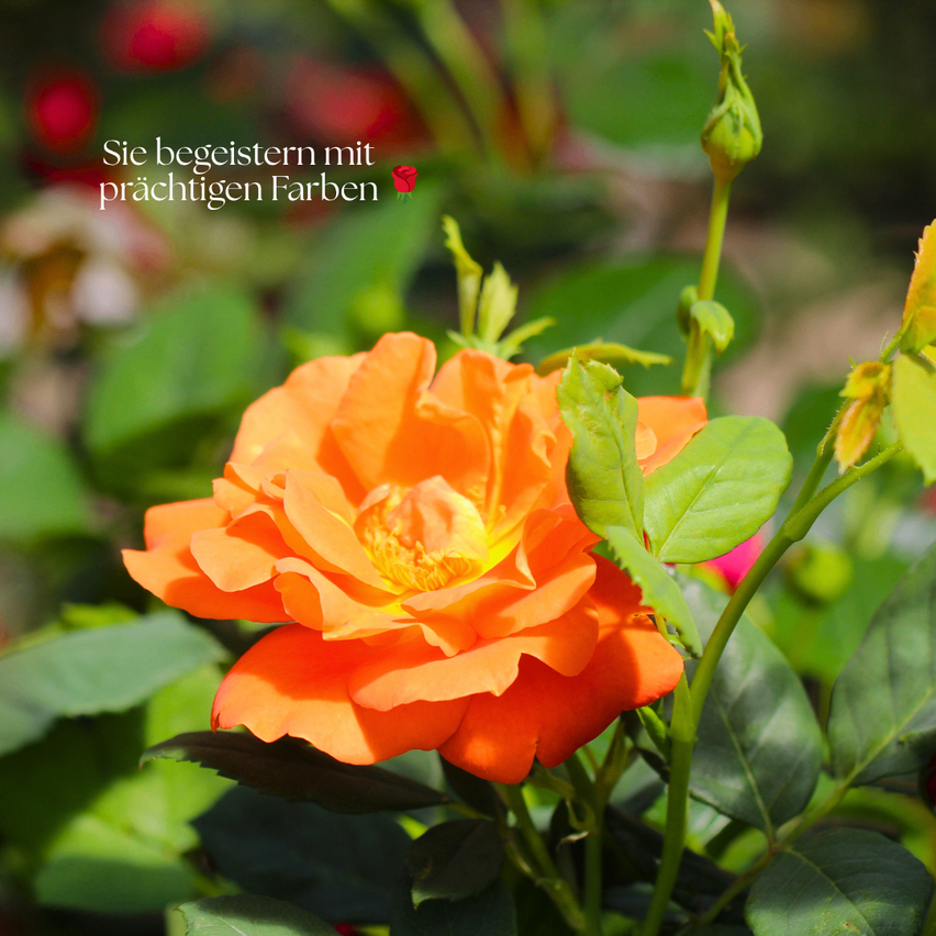 Ein Nahaufnahme einer orangefarbenen Rose mit leuchtenden Blütenblättern und grünen Blättern. Ein roter Rosenknospe ist ebenfalls sichtbar. Der Hintergrund ist unscharf.