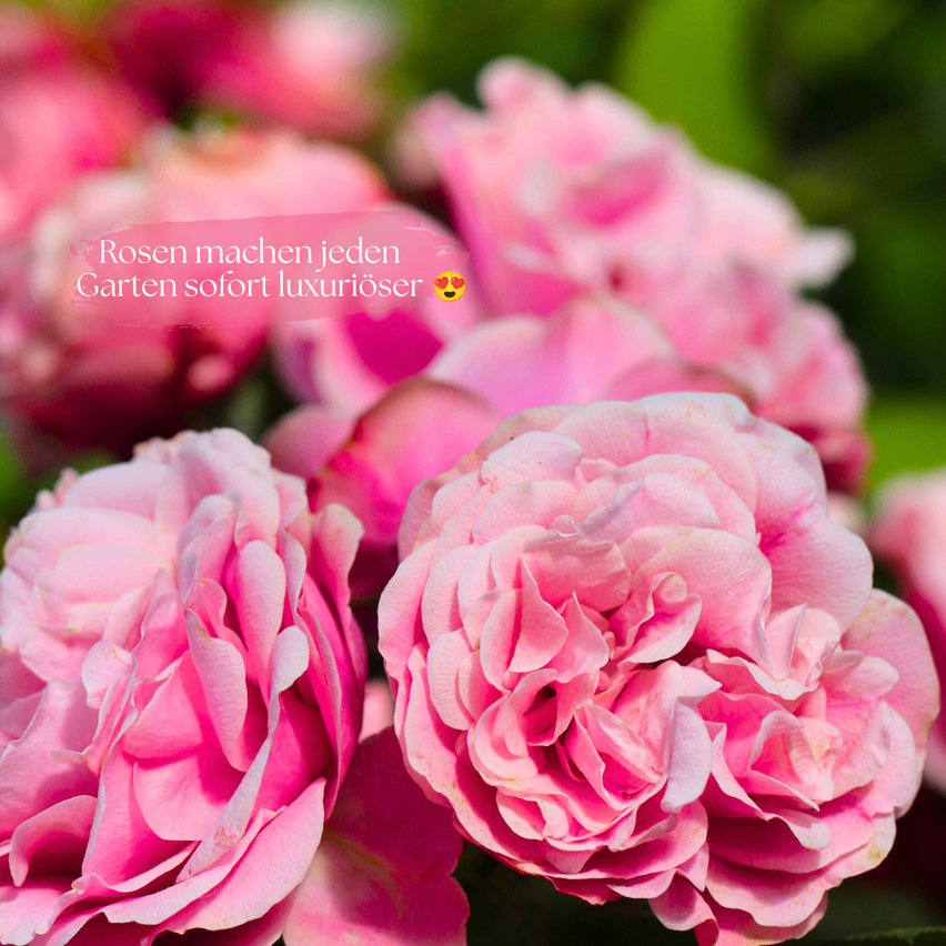 Eine Nahaufnahme von rosa Rosen mit üppigen Blütenblättern. Ein Textüberlagerung lautet: 'Rosen machen jeden Garten luxuriöser.' In der Ecke befindet sich ein lächelndes Emoji.