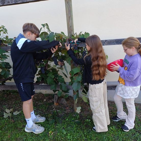 Drei Kinder sammeln Trauben von einer Rebe, eines mit einer roten Schüssel, stehen in einem Grasbereich vor einer weißen Wand.