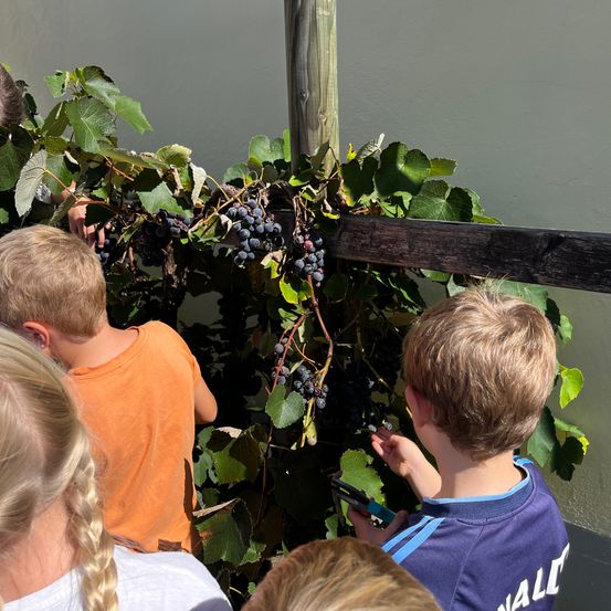 Eine Gruppe von Kindern pflückt Trauben von einer Rebe. Der Junge im blauen Shirt hält eine Traube in der Hand.