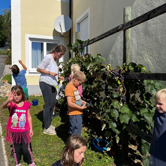 Eine Gruppe von Kindern pflückt Trauben von einer Rebe vor einem Haus. Eine Frau hilft ihnen.