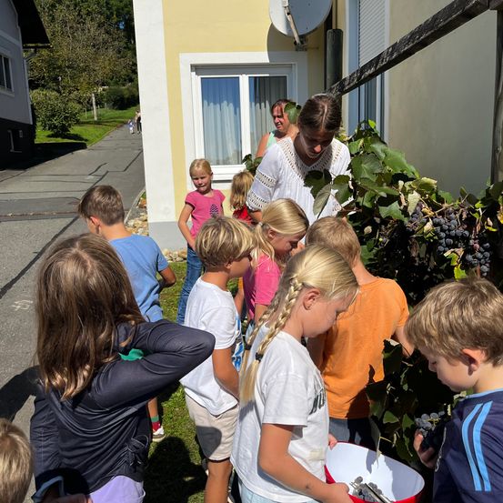 Eine Gruppe von Kindern und Erwachsenen hat sich um eine Weinrebe versammelt und pflückt Trauben. Eine Frau leitet die Aktivität, und ein Eimer ist mit Trauben gefüllt. Die Szene findet im Freien in der Nähe eines Gebäudes statt.