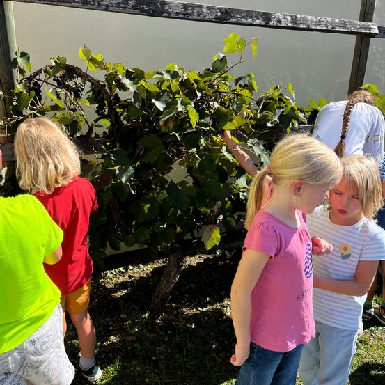 Mehrere Kinder stehen um eine Weinrebe. Ein Kind in einem rosa Shirt untersucht die Trauben. Ein anderes Kind, das ein rotes Shirt trägt, betrachtet die Blätter genau.