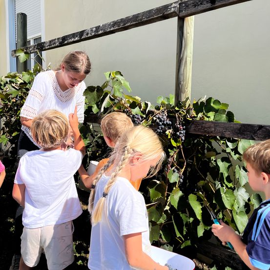 Kinder und eine Frau pflücken Trauben von einer Rebe an einem Holzzaun in der Nähe eines Gebäudes.