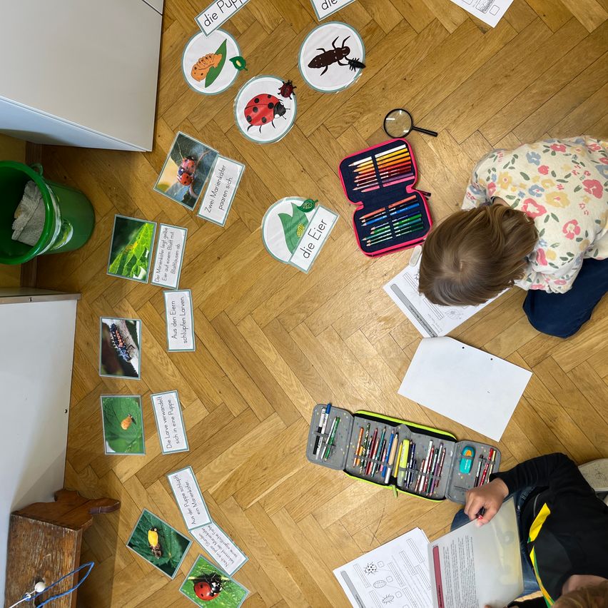 Zwei Kinder sind auf dem Boden und machen eine Aktivität zum Lebenszyklus von Insekten. Verschiedene Insektenbilder liegen auf dem Boden und ein Insekten-Aktivitätsset ist in der Nähe.