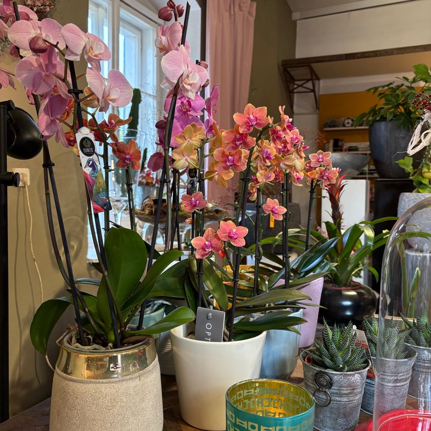 Ein Raum voller verschiedener Topfpflanzen, einschließlich Orchideen in leuchtenden Farben, steht auf einem Holztisch. Dahinter ist ein Fenster mit einem rosa Vorhang und Regalen mit verschiedenen Gegenständen zu sehen.