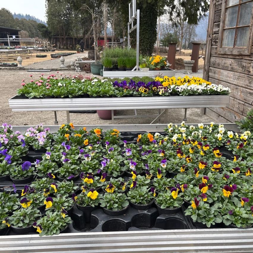 A garden with various flowers in pots and trays, some in full bloom, against a backdrop of trees and a wooden building.