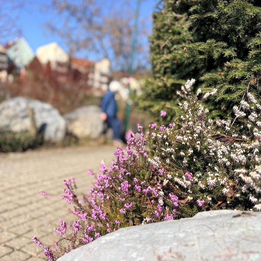 A pathway lined with rocks and shrubs, a person walking in the background, and distant buildings under a clear sky.