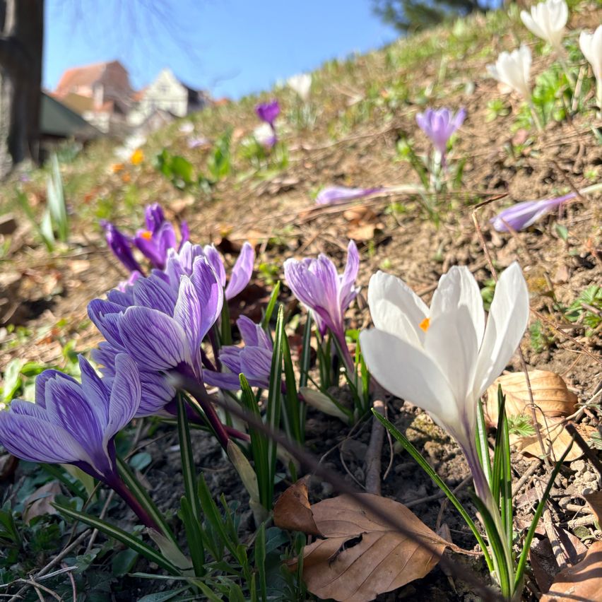 A hillside covered in a variety of crocus flowers, purple and white, with some petals fallen on the ground and green leaves.