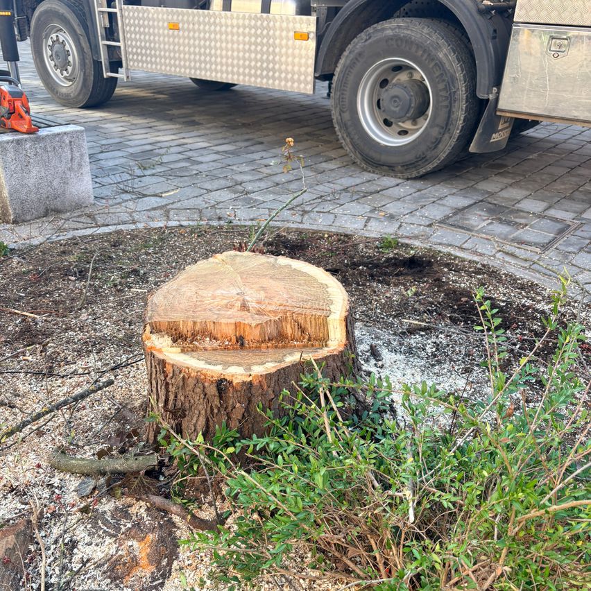 Ein Baumstumpf wurde auf einem gepflasterten Gehweg abgeschnitten, mit einem geparkten Lkw in der Nähe. Es gibt kleine Äste und Blätter auf dem Boden.