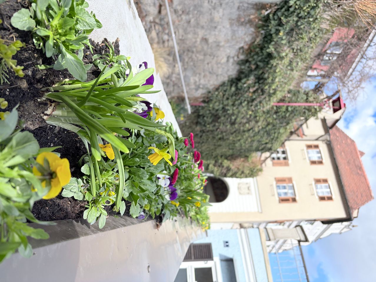 Ein Blick von oben auf ein Blumenbeet mit leuchtenden Blumen in Gelb, Lila und Rosa. Im Hintergrund befinden sich Gebäude und Grünpflanzen.