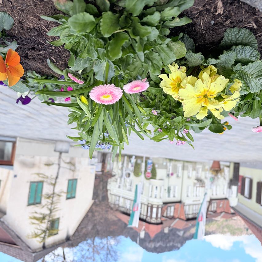Ein Blumenbeet mit orangefarbenen, gelben und rosa Blumen hängt über einer Straße und spiegelt sich auf der Straße unten wider. Der Spiegel zeigt ein Gebäude mit mehreren Fenstern und einem Fahnenmast.
