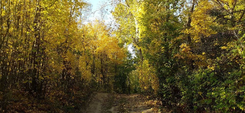 Ein Lehmweg durch einen Wald mit Bäumen in Herbstfarben, umgeben von gefallenen Blättern. Der Himmel ist oben sichtbar.