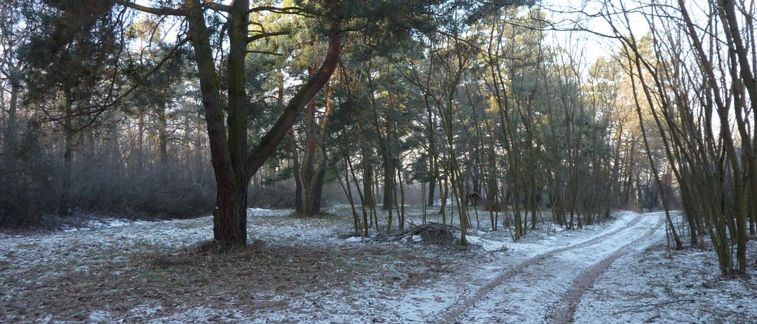 Eine winterliche Szene mit Schnee bedecktem Pfad durch einen Kiefernwald. Die Sonne scheint hell, und die Bäume sind kahl.
