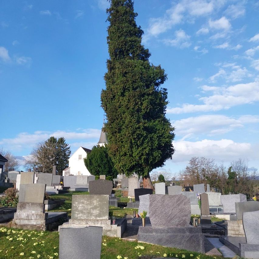Ein Friedhof mit mehreren Grabsteinen und einem hohen Baum in der Mitte, unter einem klaren blauen Himmel mit verstreuten Wolken, eine weiße Kirche in der Ferne.