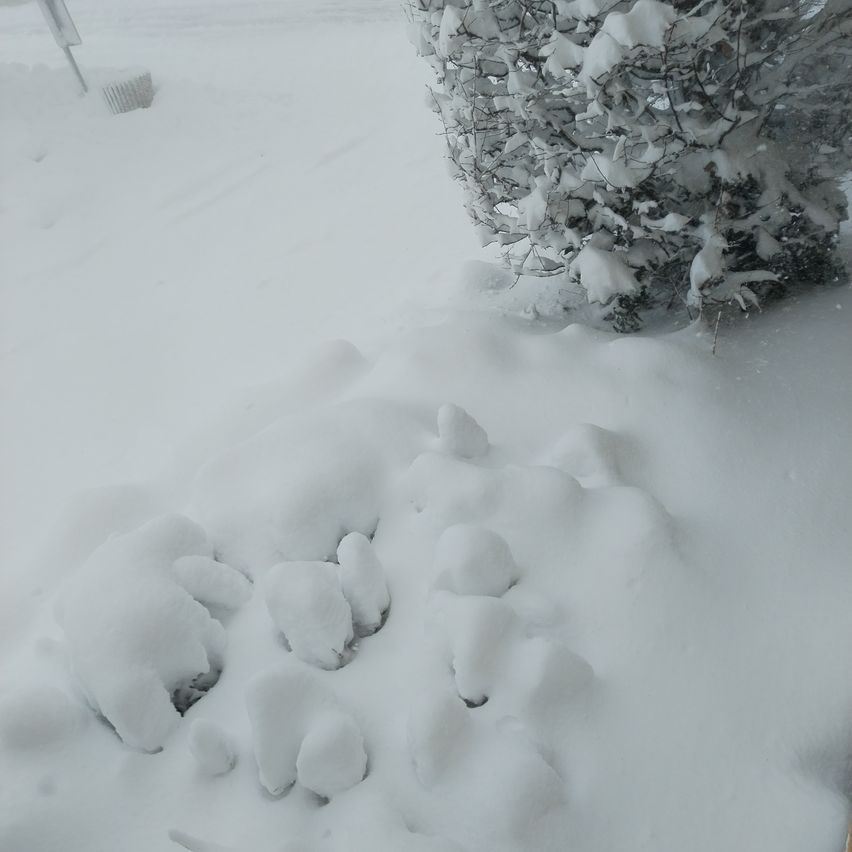 Eine verschneite Landschaft mit einem in Schnee bedeckten Busch, der Schnee hat kleine Haufen auf dem Boden gebildet, und es gibt einen Schneehaufen am Straßenrand.