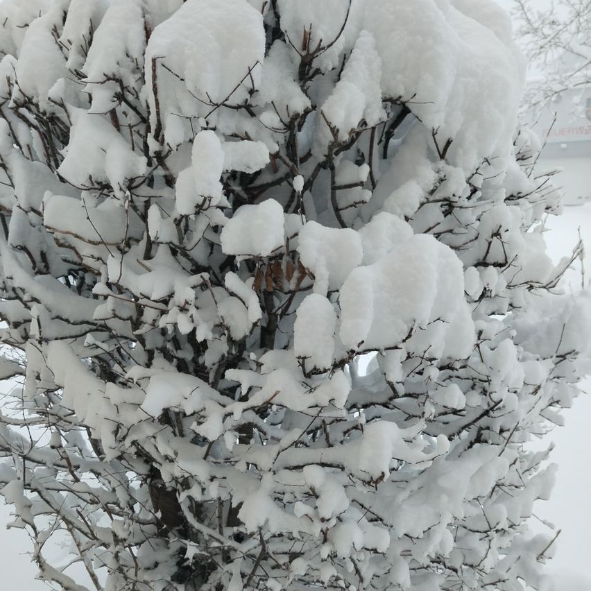 Ein schneebedeckter Baum mit Ästen und Zweigen, die in Weiß gehüllt sind. Der Schnee ist dick und schwer, was auf einen kürzlichen Schneefall hinweist.
