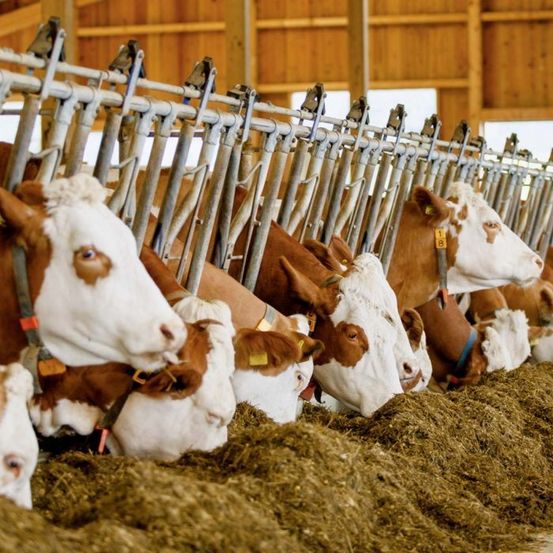 Eine Reihe von Kühen, braun und weiß, fressen Heu in einem Stall mit Metallbarrieren.
