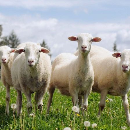 Vier weiße Schafe stehen auf einer grasbewachsenen Wiese mit Bäumen im Hintergrund unter blauem Himmel. Die Schafe schauen in Richtung Kamera.
