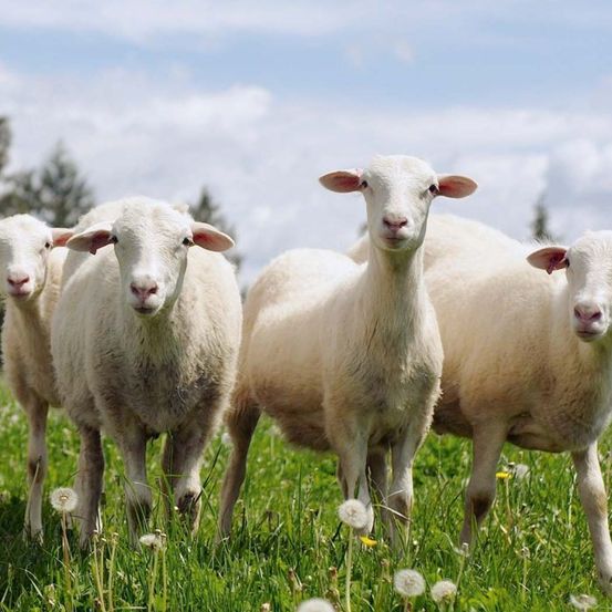 Vier weiße Schafe stehen auf einer grasbewachsenen Wiese mit Bäumen im Hintergrund unter blauem Himmel. Die Schafe schauen in Richtung Kamera.