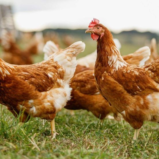 Mehrere braune Hühner stehen auf einer Grasfläche. Die Hühner sind in verschiedenen Größen und Farben, wobei eines im Vordergrund direkt in die Kamera schaut. Der Hintergrund ist unscharf und zeigt einen Zaun und etwas Grün.