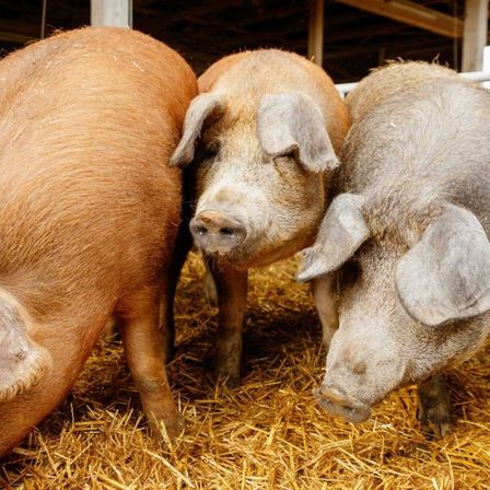 Drei Schweine in einer Scheune, die auf Heu stehen. Ein Schwein ist braun, ein anderes hellbraun und das dritte ist grau. Sie scheinen etwas zu betrachten.