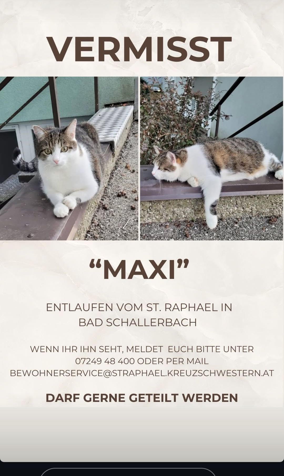 Zwei Bilder einer Katze namens Maxi in Bad Schallerbach. Das erste zeigt die Katze auf einer Kante sitzend, das zweite auf einer Bank liegend. Kontaktinformationen für Sichtungen sind angegeben.