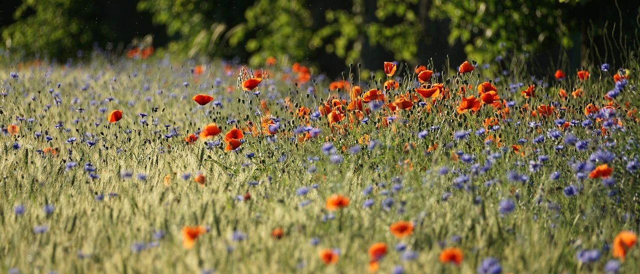 Countryside, Field, Grassland, Meadow, Nature, Outdoors, Rural, Anemone, Flower, Daisy