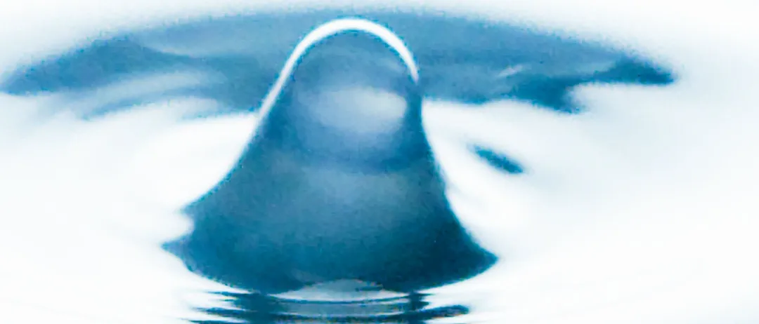 Eine Nahaufnahme eines Wassertropfens, der in einem ruhigen Gewässer Wellen erzeugt.