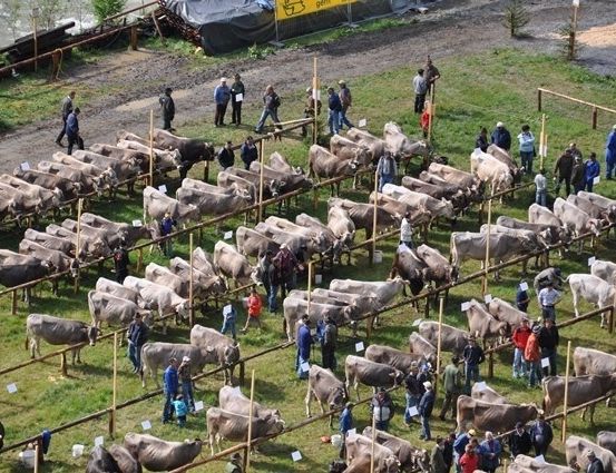 Eine Vogelperspektive eines Feldes mit vielen Kühen in Reihen, umgeben von Menschen in blauer und roter Kleidung, einige halten Papiere. Die Umgebung umfasst einen Zaun, einen Weg und ein gelbes Banner im Hintergrund.