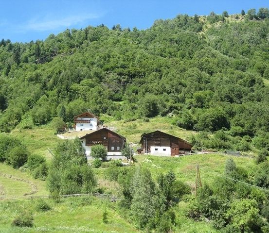 Ein Hügel mit zwei Holzhäusern, umgeben von üppigem grünem Laub und Büschen unter einem klaren blauen Himmel.