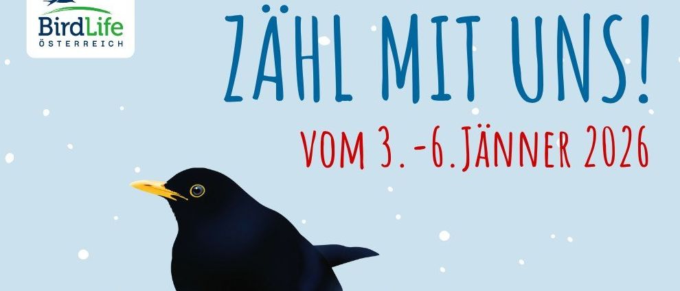 Ein Plakat von BirdLife Osterreich zeigt einen schwarzen Vogel auf einem Ast mit roten Beeren. Der Text lautet: 'Zähl mit uns! Vom 3. bis 6. Januar 2026'. Website: www.birdlife.at.