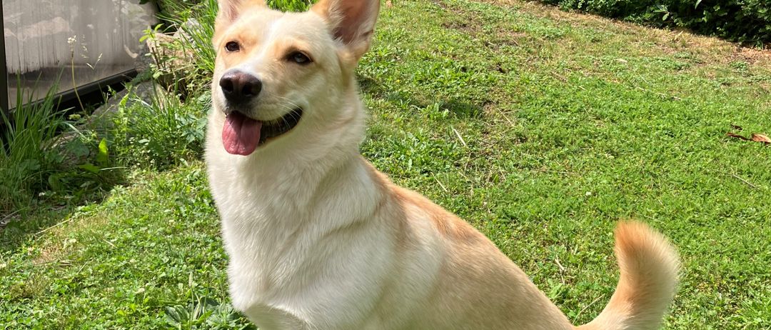 Ein hellbrauner Hund mit weißem Bauch sitzt auf einem grünen Rasen mit heraushängender Zunge, in der Nähe eines Strauchs und einer Metallstruktur.
