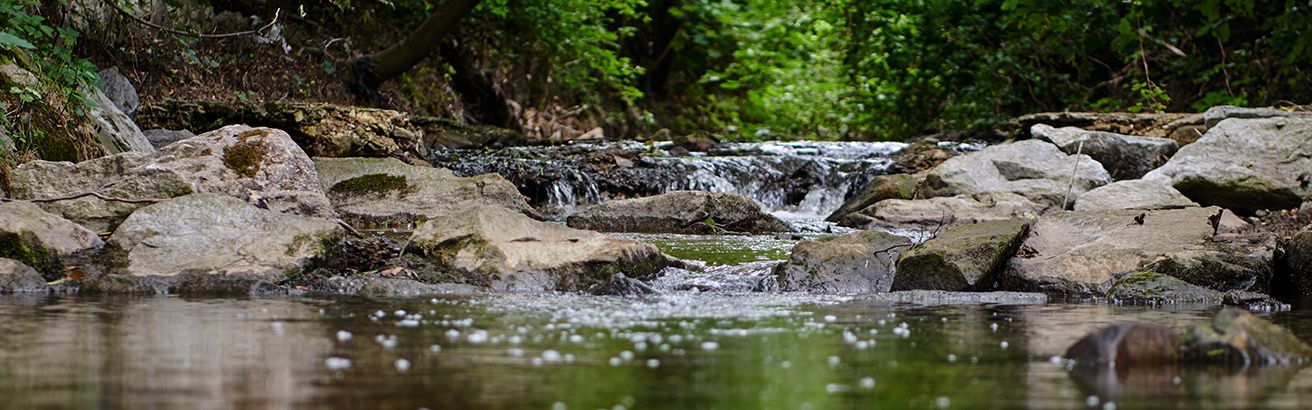 Ein klarer Bach fließt über Felsen in einem üppigen, grünen Wald. Das Wasser funkelt im Sonnenlicht und spiegelt die umliegende Grünfläche wider.