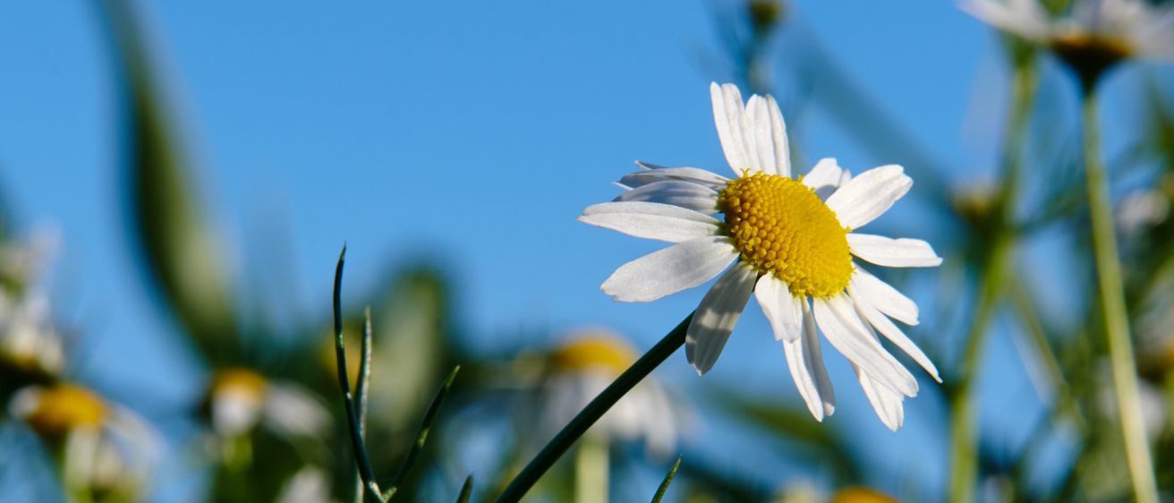 Ein Nahaufnahme einer weißen Margerite mit gelber Mitte. Die Blume ist von grünen Blättern umgeben und vor einem blauen Himmel.