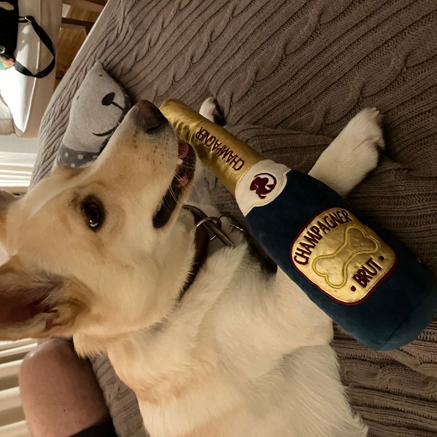 Ein Hund liegt auf einem Bett mit einem Kissen und kaut auf einer blauen Plüschflasche mit der Aufschrift 'CHAMPAGNER BRUT.' Der Hund hat ein Halsband und scheint seine Spielzeit zu genießen.
