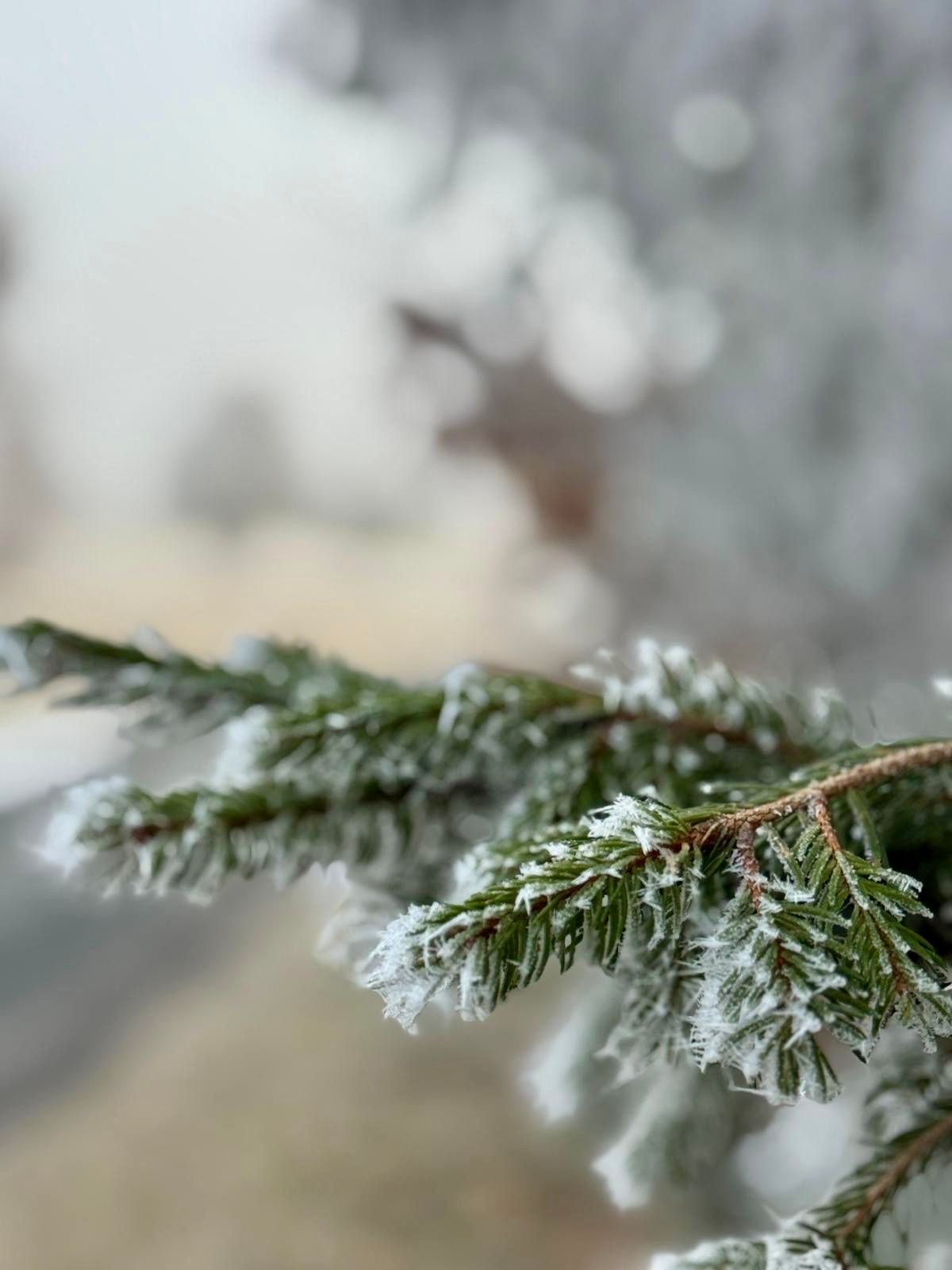 Ein Nahaufnahme eines mit Frost bedeckten Kiefernzweigs. Der Hintergrund ist verschwommen und weiß, wahrscheinlich Schnee.