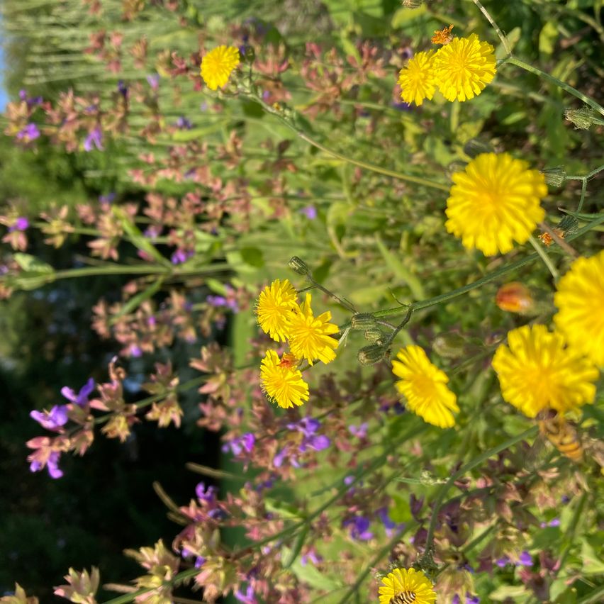 Ein Nahaufnahme eines Gartens mit gelben und lila Blumen. Die gelben Blumen sind Löwenzahn. Die lila Blumen sind Lavendel. Der Garten ist von grünem Gras umgeben.