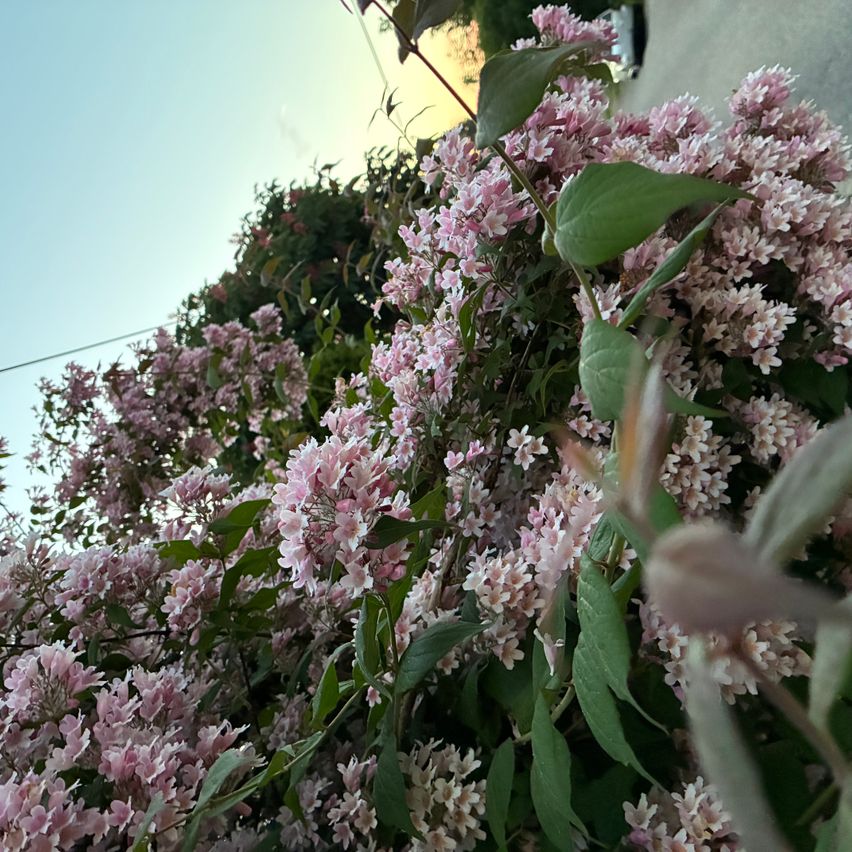 Ein dichter Haufen pinker Blumen blüht vor einem Hintergrund aus blauem Himmel und grünen Blättern. Die Blüten haben ein zartes, geclustertes Aussehen.