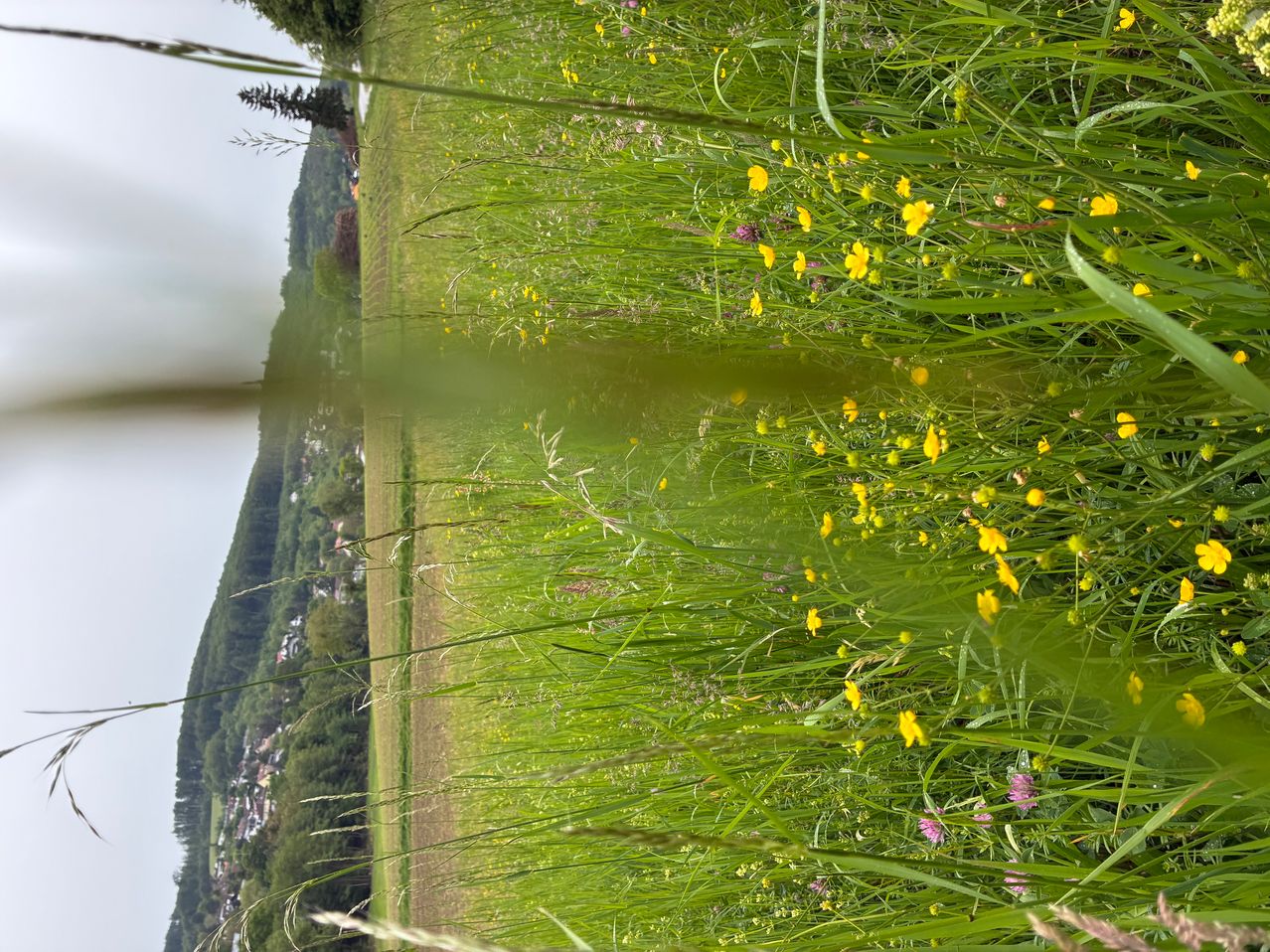 Ein Feld mit hohem grünem Gras und gelben Blumen, einigen davon rosa. Das Feld wird von einem kleinen Hügel und einer Stadt gesäumt. Der Himmel ist klar und blau.
