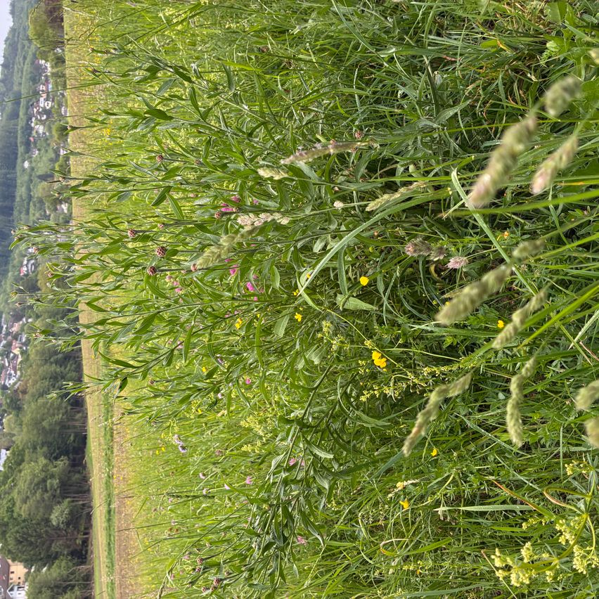 Ein Feld mit hohem Gras und Wildblumen. Verschiedene Blumen in Rosa, Gelb und Weiß sind über das Feld verstreut. Im Hintergrund zeigt sich ein Hügel mit Bäumen.