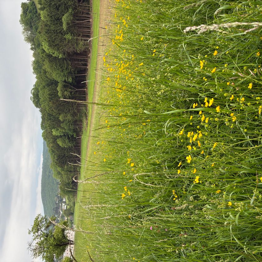 Ein grünliches Feld mit gelben Blumen grenzt an einen Wald und einen Hügel unter einem bewölkten Himmel.