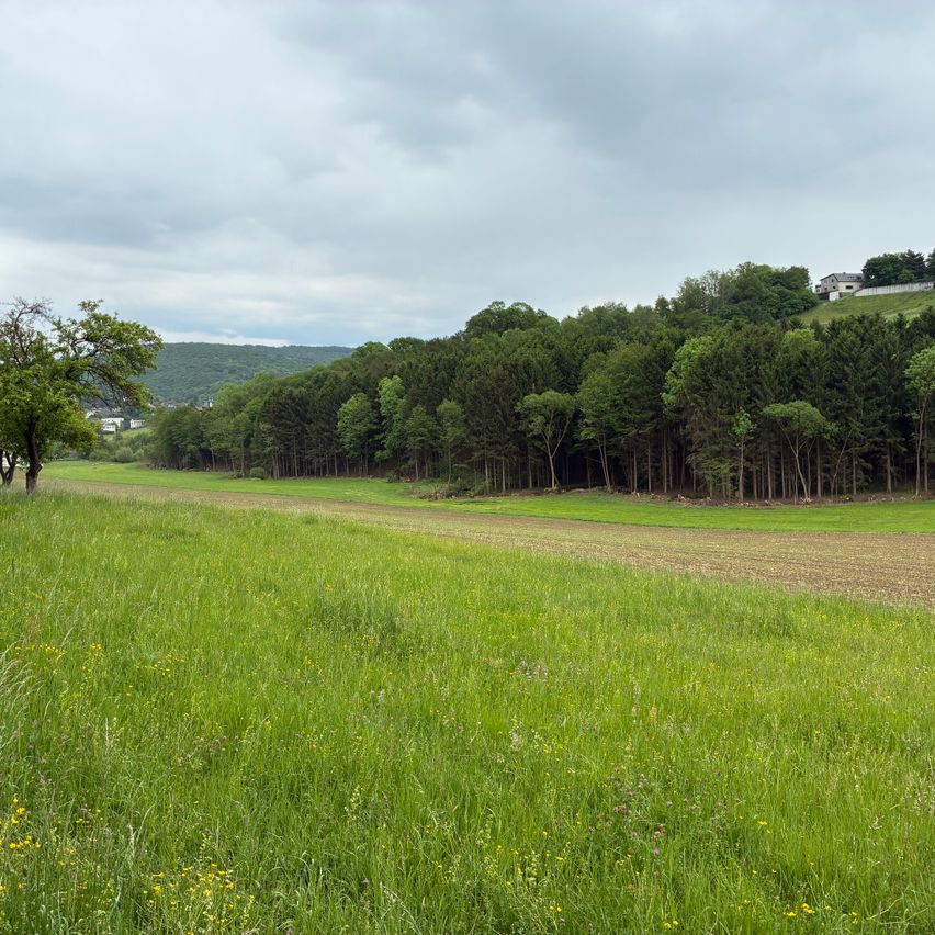 Ein breites, grünes Feld mit einigen Bäumen und einem Haus auf dem Hügel in der Ferne. Der Himmel ist bewölkt.