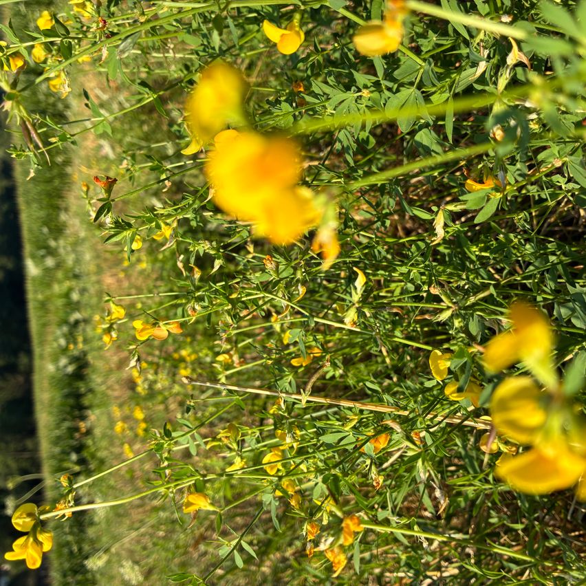Eine Nahaufnahme eines Feldes mit gelben Blüten und grünen Blättern, einige in voller Blüte und andere in Knospen, vor einem unscharfen Hintergrund.