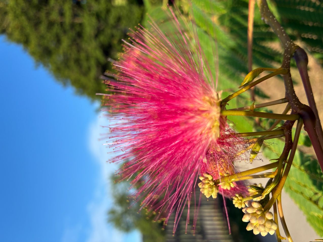 Ein Nahaufnahme einer leuchtend rosa Blume mit zarten, flaumigen Blütenblättern vor einem Hintergrund verschwommenen grünen Laubs und blauem Himmel.
