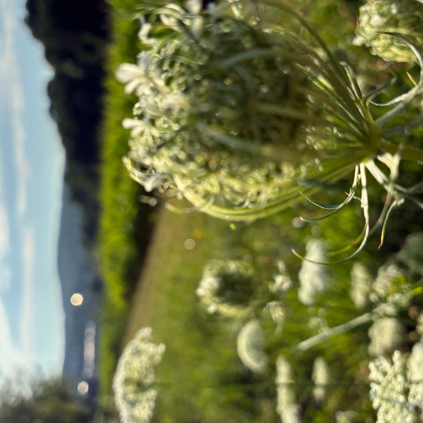 Eine Nahaufnahme eines Feldes mit grünen Pflanzen und Blumen, einem entfernten Berg und einem blauen Himmel mit Wolken.