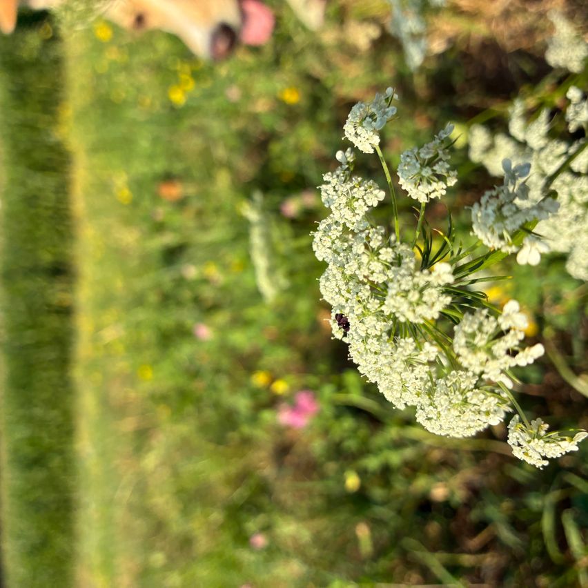 Eine Nahaufnahme eines Büschels kleiner weißer Blüten mit grünen Blättern, möglicherweise in einem Garten. Ein kleines Insekt sitzt auf einer der Blüten.