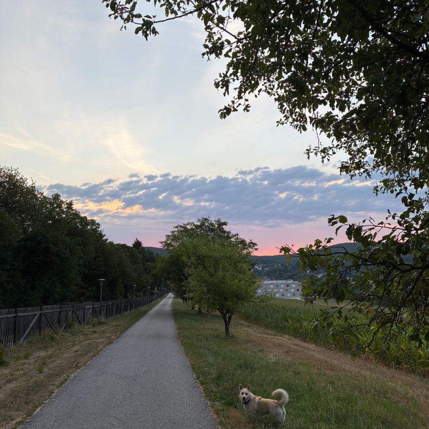 Hund auf einem Feldweg bei Sonnenuntergang mit Wolken und Bäumen in Österreich